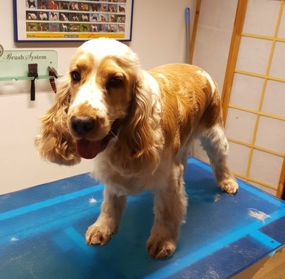 Cocker Leonardo nachher