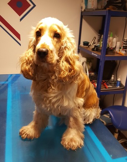 Cocker Leonardo vorher