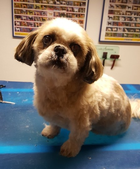 Shih Tzu Theo nachher