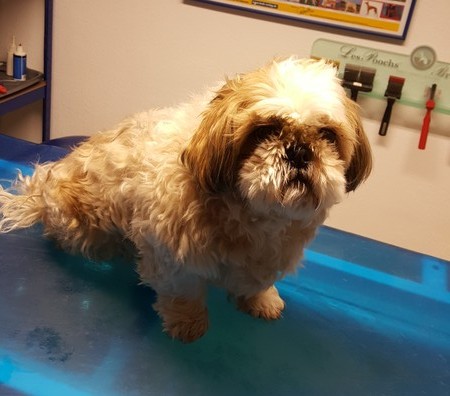 Shih Tzu Theo vorher