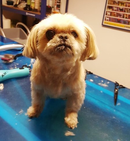 Shih Tzu nachher