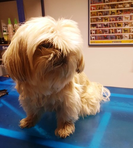 Shih Tzu vorher